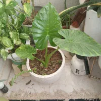 گل بابا آدم