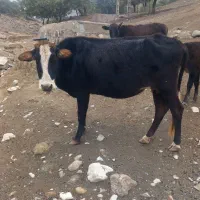 دو راس گاو آبستن با دو راس گوساله ماده سرحال|حیوانات مزرعه|پاپی, |دیوار