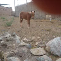 کره مادیان ۷ماهه خود یورقه