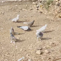 کبوتر رنگی|پرنده|شیراز, رکنآباد|دیوار