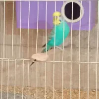 چندجفت مرغ عشق روی تخم سرحال وآماده