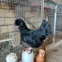 تخم مرغ کاکلی