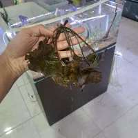 گیاه طبیعی پلنت شارژ شد AQUA SEYF|ماهی|زنجان, |دیوار