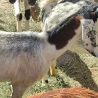 بز فروشی رودان