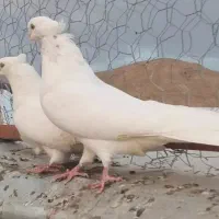 کبوتر سفید|پرنده|تبریز, |دیوار