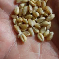 فروش بذر گندم پیشگام آبی|حراج|دوتپه, |دیوار