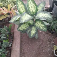 دیفن باخیابرگ پهن از۱۵۰تا۸۵۰