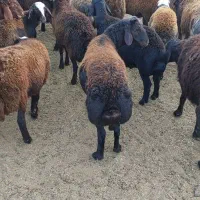 بره نر  افشار