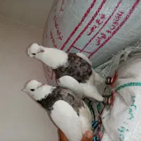 طوقی پاک