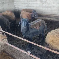 فروش بره نر از ۴۰ کیلو تا ۶۰