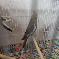 عروس هلندی نر خاکستری|پرنده|گرگان, |دیوار