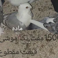 کبوتر موشی