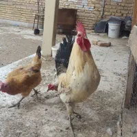 خروس لری اصیل قلم سبز