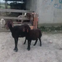 گوسفندبره دار قرمز کردستانی  با بره ماده