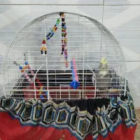 یک عدد عروس هلندی ماده سالم باقفس|پرنده|ایوانکی, |دیوار