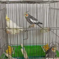 عروس هلندی