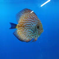 ماهی دیسکس جفت مولد|ماهی|اندیشه, اندیشه فاز ۲|دیوار