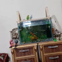 اکواریوم با وسایل