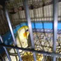 عروس دستی|پرنده|آران و بیدگل, |دیوار