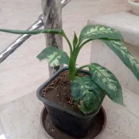 گل های آپارتمانی|گل و گیاه طبیعی|زیباشهر, |دیوار