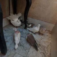 کفتر دم چتری گردن لرزون بلدرچین مینیاتوری