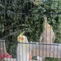 عروس هلندی سالم و سرحال