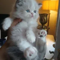 گربه پرشین دوماهه اصیل