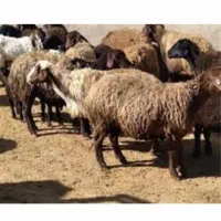 بره و گوسفند زنده با سلاخ درب منزل