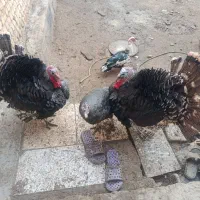 بوقلمون واردک روسی