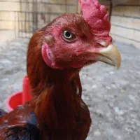 تخم لاری|حیوانات مزرعه|کرمانشاه, |دیوار