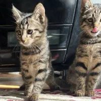 واگذاری گربه،۳ ماهه، دستی، خشگل|گربه|لنجان, |دیوار