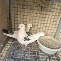 کفتر دهن خورده|پرنده|پردیس, شهرک صنعتی خرمدشت فاز ۷|دیوار