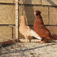 نروماده سرخ دم سفید زرد دم سفید اس اس|پرنده|مشهد, انقلاب|دیوار