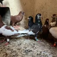 کبوتر|پرنده|زاهدان, |دیوار
