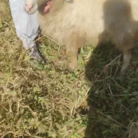 گوسفند|حیوانات مزرعه|صومای برادوست, |دیوار