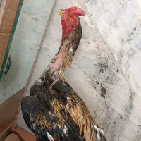 خروس و مرغ لاری اصل نژاد افغان|حیوانات مزرعه|خاش, |دیوار