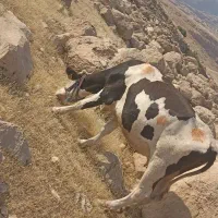 گاو دورگه جوان