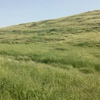 نیازمند چوپان