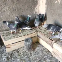 پلاکی اهوازی آلمانی|پرنده|مشهد, مهدی آباد|دیوار