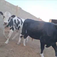 گوساله نرگاووزن ۷۵۰باسکول۳۲۵