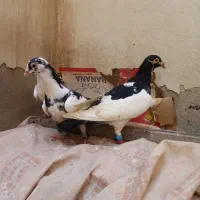 گراف سوسکی  پلنگ|پرنده|مشهد, کوشش|دیوار