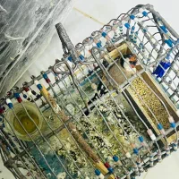 سیره قناری|پرنده|سرپل ذهاب, |دیوار