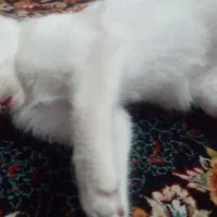 گربه واگذاری