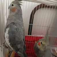 جفت عروس هلندی|پرنده|مشهد, جاهد شهر|دیوار