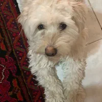 واگذاری سگ شیتزو