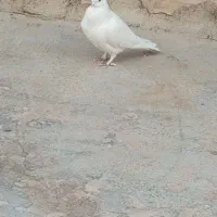 کبوتر|پرنده|لردگان, |دیوار