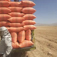 کاه دیم|لوازم جانبی حیوانات|دهلران, |دیوار