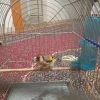 سهره جوجه نر