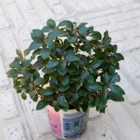 گلهای آپارتمانی