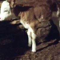 گاوشیری دودندان سرسفید با گوساله شرابی،بهترین نژاد|حیوانات مزرعه|ارومیه, |دیوار